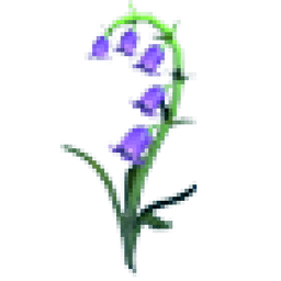 Bluebell Flower