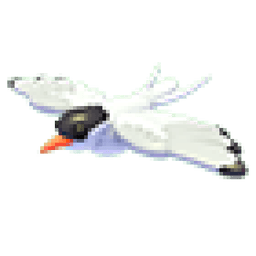 Arctic Tern