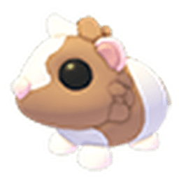 Chocolate Dutch Guinea Pig