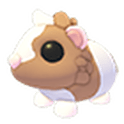 Chocolate Dutch Guinea Pig