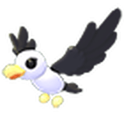 Pilot Gull