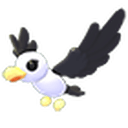 Pilot Gull