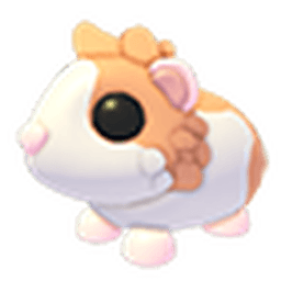 Red Dutch Guinea Pig