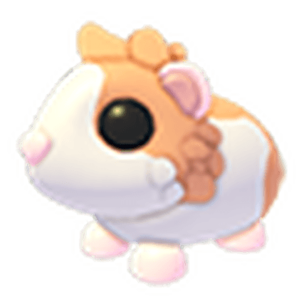 Red Dutch Guinea Pig