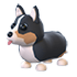 Royal Corgi