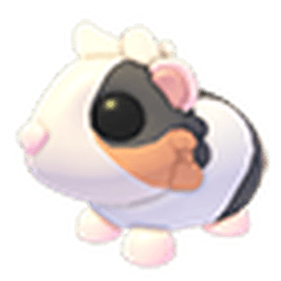 Tortoiseshell Guinea Pig