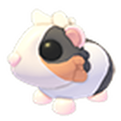 Tortoiseshell Guinea Pig