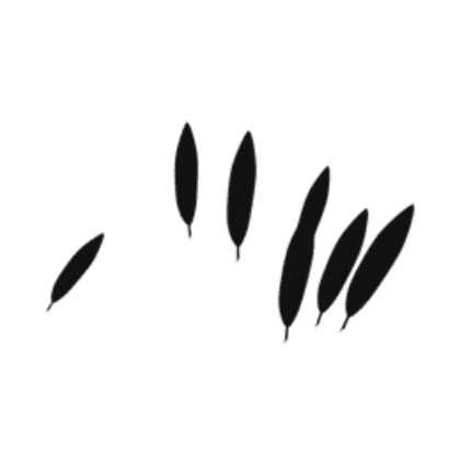 Crow Feathers