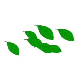 Leaves