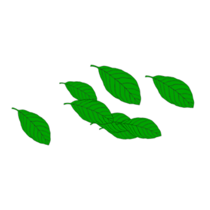 Leaves