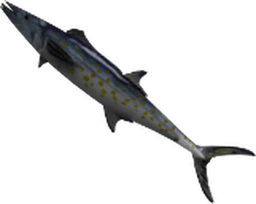 Mackerel