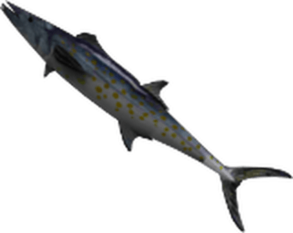 Mackerel