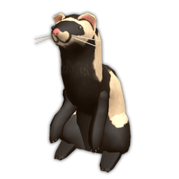 Ferret