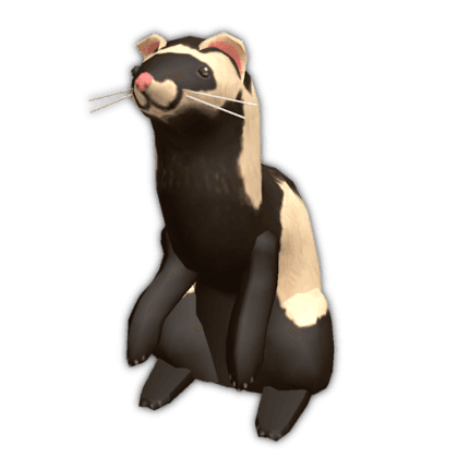 Ferret