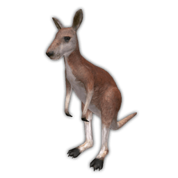 Kangaroo