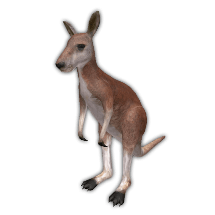 Kangaroo