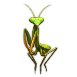 Mantis