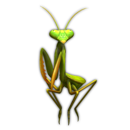 Mantis
