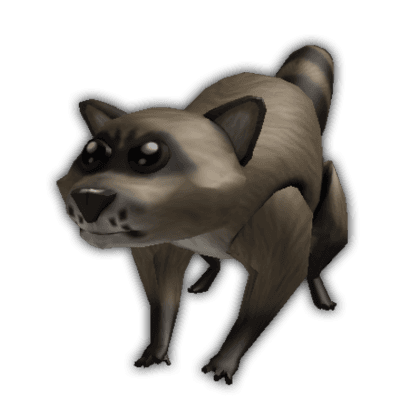 Raccoon
