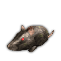 Rat