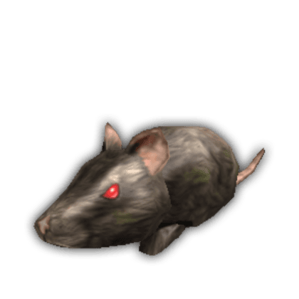 Rat