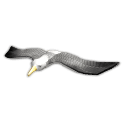 Seagull