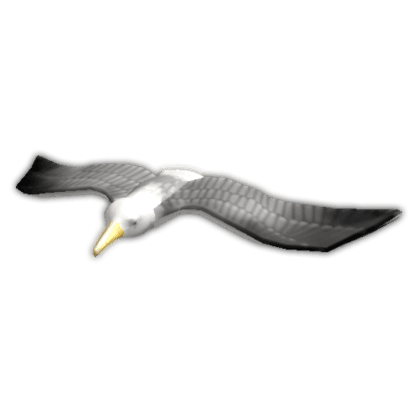 Seagull