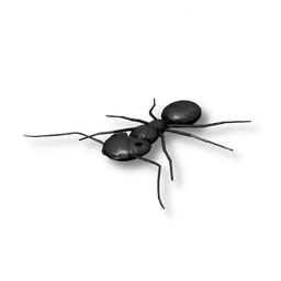 Ant