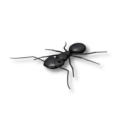 Ant