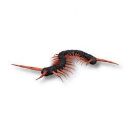 Centipede
