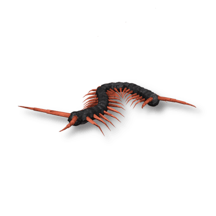 Centipede