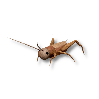 Cricket