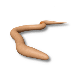 Earthworm
