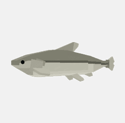 Minnow