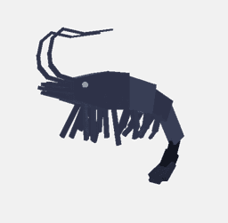 Night Shrimp