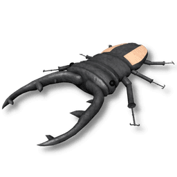 Stag Beetle