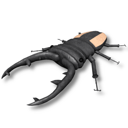 Stag Beetle