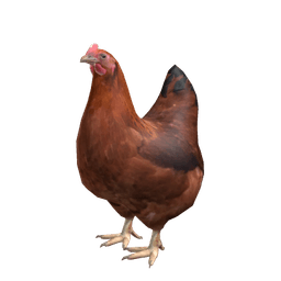 chicky