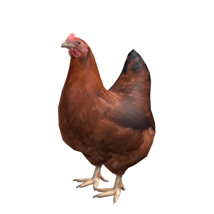 chicky