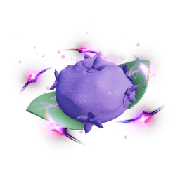 Hydrangea