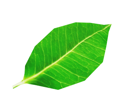 Little Leaf
