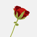 Red Rose