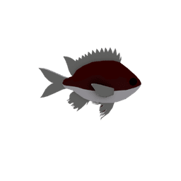 Abadhah Chromis