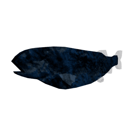 Abyssal Slickhead