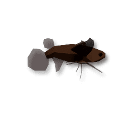 African Butterflyfish