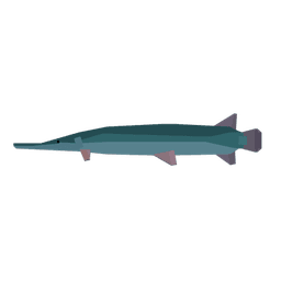 Alligator Gar