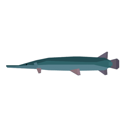 Alligator Gar