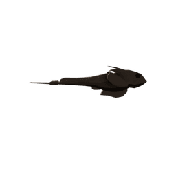 Andaman Shortnose Chimaera