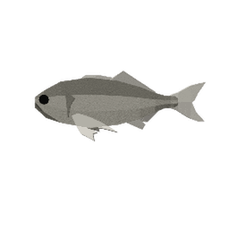 Antarctic Whitefish
