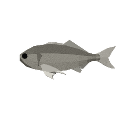Antarctic Whitefish